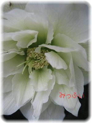 特選ダブル　白2.1