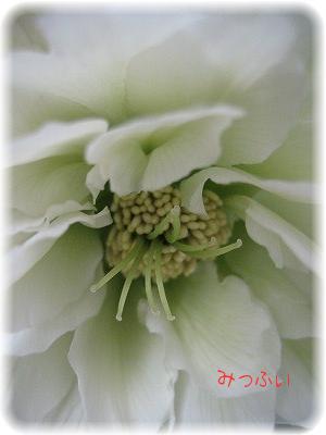 特選ダブル　白2.2