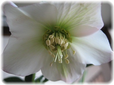 ＫＺコレクション