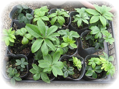 クリロー06早期