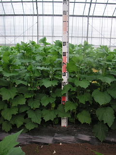 旧盆用　定植後9週を経過　横