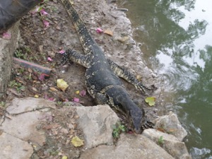 陸に上がったヒア