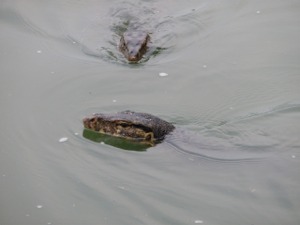 けっこう生息しているみたいです