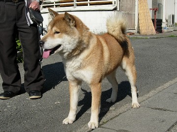 嫁入り婿入りしたコ達 四国犬 讃州虎鉄荘 楽天ブログ