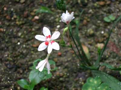 名も無き花