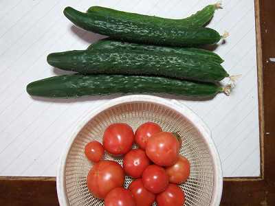 朝採れお野菜