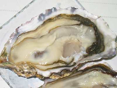 普通の牡蠣