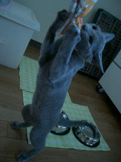 女の意地ですか・・？