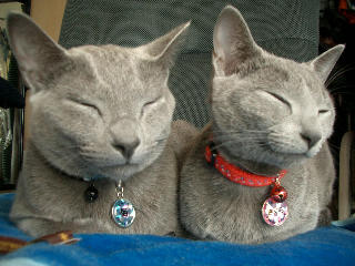 にゃんにゃんの日