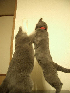 やっぱり強いのね・・・・