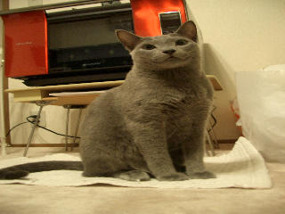 ダイエットしたい。