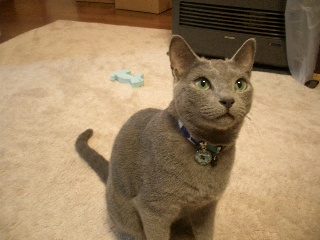 ごはんちょうだい！！