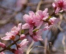 桃の花02