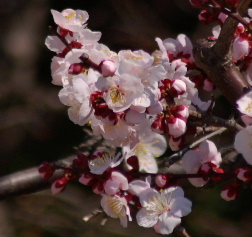 bungoume