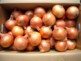 たまねぎ.jpg