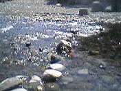 うなぎポイント