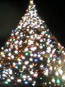 ウオーターフロントパークのツリー