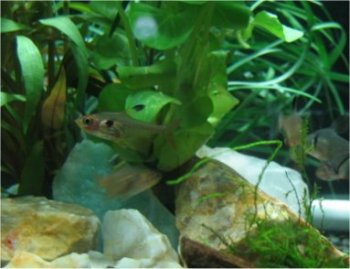 熱帯魚