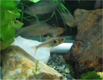 熱帯魚