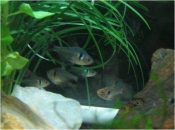熱帯魚