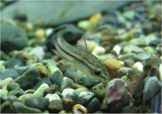 熱帯魚