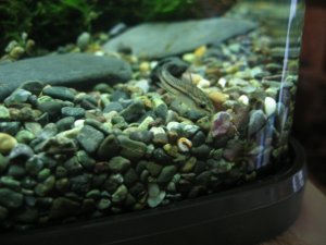 熱帯魚