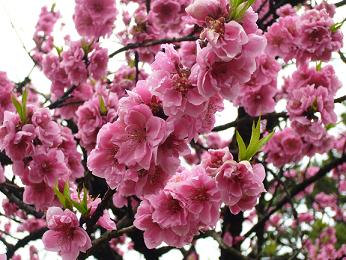 京都御所３月２２日(2009) 004.jpg