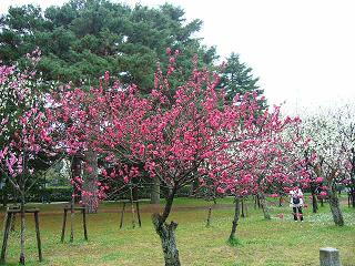 京都御所３月２２日(2009) 003.jpg