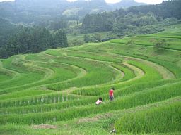 大山千枚田