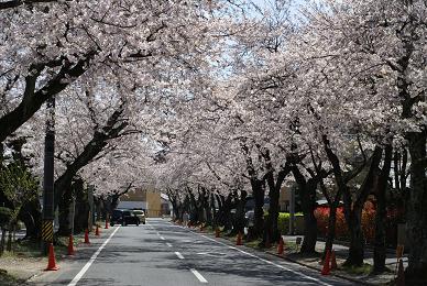 ４月３日お花見.JPG