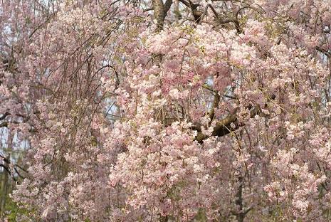 円山公園しだれ桜.JPG