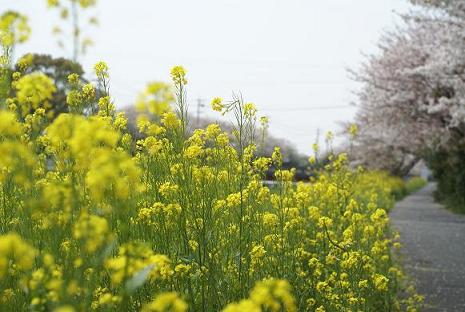 佐奈川１.JPG