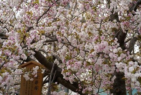 造幣局の桜.JPG