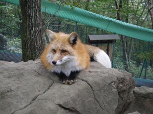 きつね
