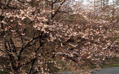 富士桜2