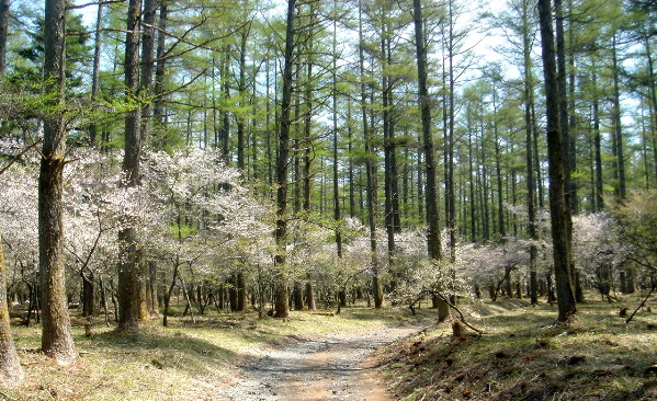 富士桜