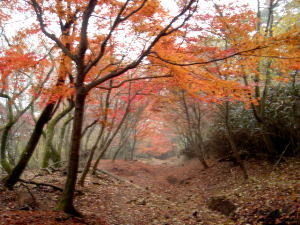 大倉尾根