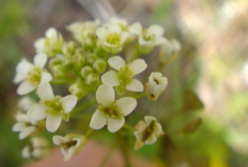 野の花2