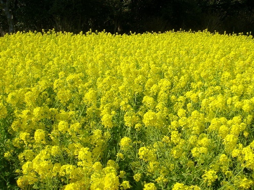 菜の花