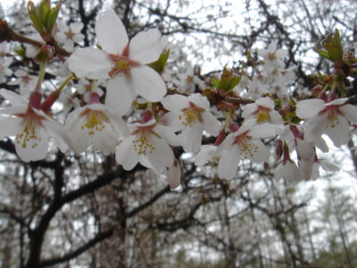 富士桜