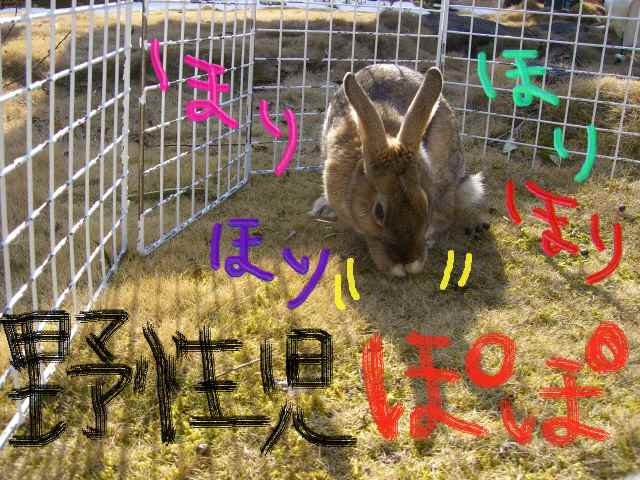 ホリｯホリｯ！