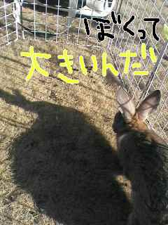 大きかったんだ・・・
