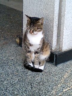 ねこ