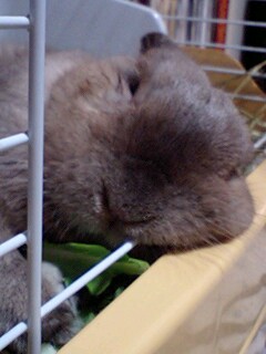 りんまんじゅう？