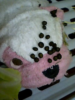 あわれなブルちゃん