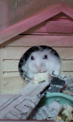 食べるモンちゃん