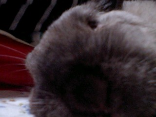 りんさま　寄り過ぎ～