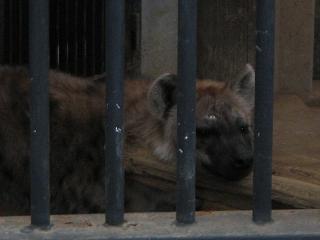 ブチハイエナ２