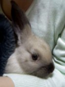 はじめましてのりん