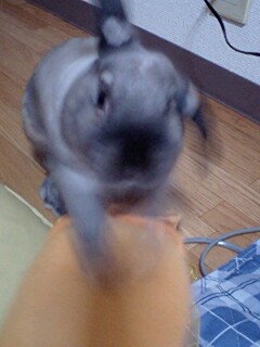 よいではないか～